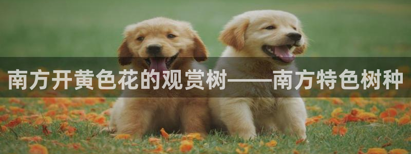 天顺娱乐主管方是谁呀