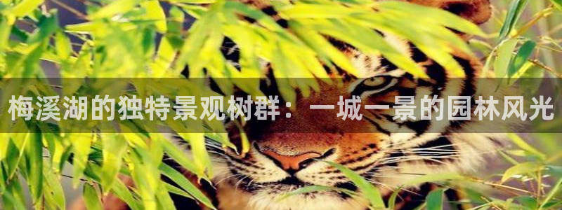 天顺娱乐xq金丨手丨指jd：梅溪湖的独特景观树群：一城一景的园林风光